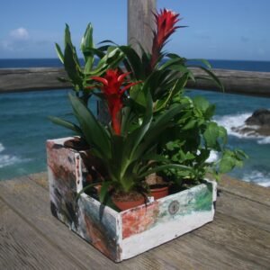 Jardinera Carmen