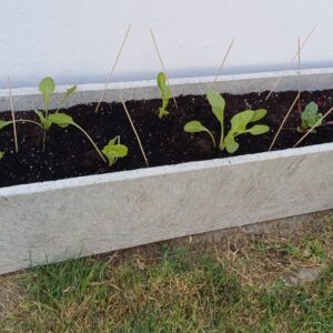 Jardinera gigante